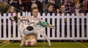 <b class=qtipBold><figcaption>Crufts 2017</figcaption></b><br>YKC Handling 12-16 years (Gundog) today (Saturday 11.03.17), the third day of Crufts 2017, at the NEC Birmingham. Crufts 2017