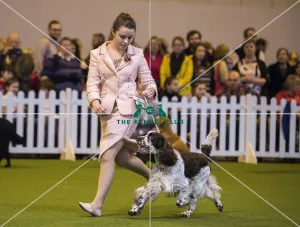 <b class=qtipBold><figcaption>Crufts 2017</figcaption></b><br>YKC Handling 12-16 years (Gundog) today (Saturday 11.03.17), the third day of Crufts 2017, at the NEC Birmingham. Crufts 2017