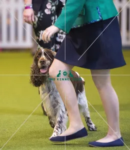 <b class=qtipBold><figcaption>Crufts 2017</figcaption></b><br>YKC Handling 12-16 years (Gundog) today (Saturday 11.03.17), the third day of Crufts 2017, at the NEC Birmingham. Crufts 2017
