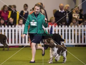 <b class=qtipBold><figcaption>Crufts 2017</figcaption></b><br>YKC Handling 12-16 years (Gundog) today (Saturday 11.03.17), the third day of Crufts 2017, at the NEC Birmingham. Crufts 2017