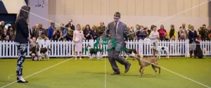 <b class=qtipBold><figcaption>Crufts 2017</figcaption></b><br>YKC Handling 12-16 years (Gundog) today (Saturday 11.03.17), the third day of Crufts 2017, at the NEC Birmingham. Crufts 2017