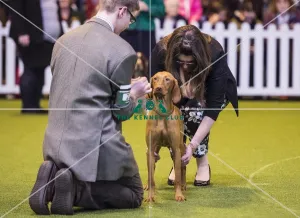 <b class=qtipBold><figcaption>Crufts 2017</figcaption></b><br>YKC Handling 12-16 years (Gundog) today (Saturday 11.03.17), the third day of Crufts 2017, at the NEC Birmingham. Crufts 2017