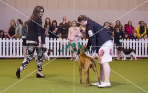 <b class=qtipBold><figcaption>Crufts 2017</figcaption></b><br>YKC Handling 12-16 years (Gundog) today (Saturday 11.03.17), the third day of Crufts 2017, at the NEC Birmingham. Crufts 2017