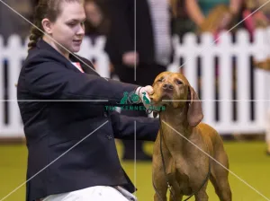 <b class=qtipBold><figcaption>Crufts 2017</figcaption></b><br>YKC Handling 12-16 years (Gundog) today (Saturday 11.03.17), the third day of Crufts 2017, at the NEC Birmingham. Crufts 2017