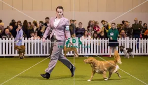 <b class=qtipBold><figcaption>Crufts 2017</figcaption></b><br>YKC Handling 12-16 years (Gundog) today (Saturday 11.03.17), the third day of Crufts 2017, at the NEC Birmingham. Crufts 2017