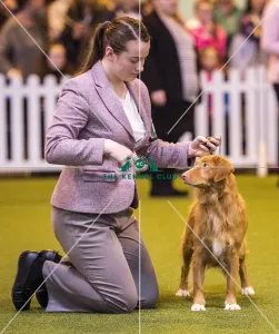 <b class=qtipBold><figcaption>Crufts 2017</figcaption></b><br>YKC Handling 12-16 years (Gundog) today (Saturday 11.03.17), the third day of Crufts 2017, at the NEC Birmingham. Crufts 2017