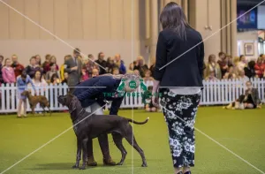 <b class=qtipBold><figcaption>Crufts 2017</figcaption></b><br>YKC Handling 12-16 years (Gundog) today (Saturday 11.03.17), the third day of Crufts 2017, at the NEC Birmingham. Crufts 2017