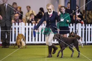 <b class=qtipBold><figcaption>Crufts 2017</figcaption></b><br>YKC Handling 12-16 years (Gundog) today (Saturday 11.03.17), the third day of Crufts 2017, at the NEC Birmingham. Crufts 2017