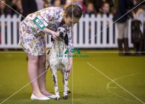 <b class=qtipBold><figcaption>Crufts 2017</figcaption></b><br>YKC Handling 12-16 years (Gundog) today (Saturday 11.03.17), the third day of Crufts 2017, at the NEC Birmingham. Crufts 2017