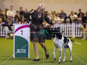 <b class=qtipBold><figcaption>Crufts 2017</figcaption></b><br>YKC Handling 17-24 years today (Saturday 11.03.17), the third day of Crufts 2017, at the NEC Birmingham. Crufts 2017