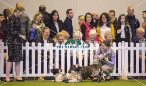 <b class=qtipBold><figcaption>Crufts 2017</figcaption></b><br>YKC Handling 17-24 years today (Saturday 11.03.17), the third day of Crufts 2017, at the NEC Birmingham. Crufts 2017
