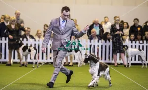 <b class=qtipBold><figcaption>Crufts 2017</figcaption></b><br>YKC Handling 17-24 years today (Saturday 11.03.17), the third day of Crufts 2017, at the NEC Birmingham. Crufts 2017