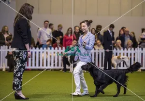 <b class=qtipBold><figcaption>Crufts 2017</figcaption></b><br>YKC Handling 17-24 years today (Saturday 11.03.17), the third day of Crufts 2017, at the NEC Birmingham. Crufts 2017