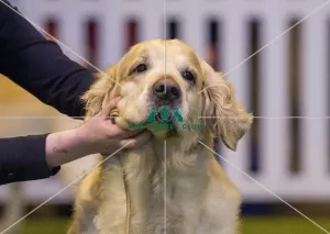 <b class=qtipBold><figcaption>Crufts 2017</figcaption></b><br>YKC Handling 17-24 years today (Saturday 11.03.17), the third day of Crufts 2017, at the NEC Birmingham. Crufts 2017