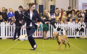<b class=qtipBold><figcaption>Crufts 2017</figcaption></b><br>YKC Handling 17-24 years today (Saturday 11.03.17), the third day of Crufts 2017, at the NEC Birmingham. Crufts 2017