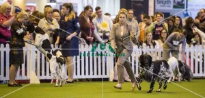 <b class=qtipBold><figcaption>Crufts 2017</figcaption></b><br>YKC Handling 17-24 years today (Saturday 11.03.17), the third day of Crufts 2017, at the NEC Birmingham. Crufts 2017