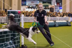 <b class=qtipBold><figcaption>Crufts 2017</figcaption></b><br>YKC Jumping Under 18 years Pictured is Belle Howlett - today (Saturday 11.03.17), the third day of Crufts 2017, at the NEC Birmingham. Crufts 2017
