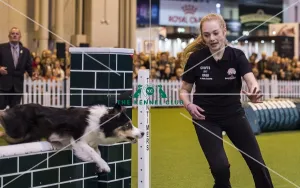 <b class=qtipBold><figcaption>Crufts 2017</figcaption></b><br>YKC Jumping Under 18 years Pictured is Belle Howlett - today (Saturday 11.03.17), the third day of Crufts 2017, at the NEC Birmingham. Crufts 2017