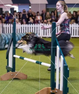 <b class=qtipBold><figcaption>Crufts 2017</figcaption></b><br>YKC Jumping Under 18 years - today (Saturday 11.03.17), the third day of Crufts 2017, at the NEC Birmingham. Crufts 2017
