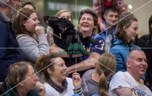 <b class=qtipBold><figcaption>Crufts 2017</figcaption></b><br>YKC Jumping Under 18 years - One of the competitors jumps in the crowd to get to its owner- today (Saturday 11.03.17), the third day of Crufts 2017, at the NEC Birmingham. Crufts 2017