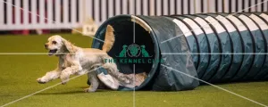 <b class=qtipBold><figcaption>Crufts 2017</figcaption></b><br>YKC Jumping Under 18 years - today (Saturday 11.03.17), the third day of Crufts 2017, at the NEC Birmingham. Crufts 2017