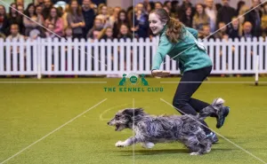 <b class=qtipBold><figcaption>Crufts 2017</figcaption></b><br>YKC Jumping Under 18 years - today (Saturday 11.03.17), the third day of Crufts 2017, at the NEC Birmingham. Crufts 2017