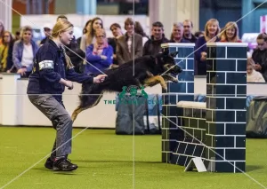 <b class=qtipBold><figcaption>Crufts 2017</figcaption></b><br>YKC Large ABC Agility today (Friday 10.03.17), the second day of Crufts 2017, at the NEC Birmingham. Crufts 2017