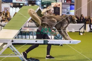 <b class=qtipBold><figcaption>Crufts 2017</figcaption></b><br>YKC Large ABC Agility today (Friday 10.03.17), the second day of Crufts 2017, at the NEC Birmingham. Crufts 2017