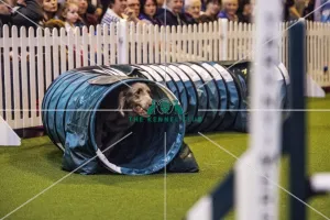 <b class=qtipBold><figcaption>Crufts 2017</figcaption></b><br>YKC Large ABC Agility today (Friday 10.03.17), the second day of Crufts 2017, at the NEC Birmingham. Crufts 2017