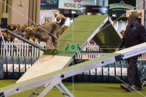 <b class=qtipBold><figcaption>Crufts 2017</figcaption></b><br>YKC Large ABC Agility today (Friday 10.03.17), the second day of Crufts 2017, at the NEC Birmingham. Crufts 2017