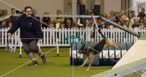 <b class=qtipBold><figcaption>Crufts 2017</figcaption></b><br>YKC Large ABC Agility today (Friday 10.03.17), the second day of Crufts 2017, at the NEC Birmingham. Crufts 2017
