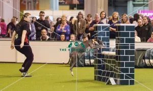 <b class=qtipBold><figcaption>Crufts 2017</figcaption></b><br>YKC Small ABC Agility today (Friday 10.03.17), the second day of Crufts 2017, at the NEC Birmingham. Crufts 2017