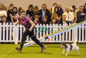 <b class=qtipBold><figcaption>Crufts 2017</figcaption></b><br>YKC Small ABC Agility today (Friday 10.03.17), the second day of Crufts 2017, at the NEC Birmingham. Crufts 2017