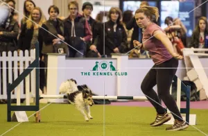 <b class=qtipBold><figcaption>Crufts 2017</figcaption></b><br>YKC Small ABC Agility today (Friday 10.03.17), the second day of Crufts 2017, at the NEC Birmingham. Crufts 2017
