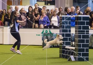 <b class=qtipBold><figcaption>Crufts 2017</figcaption></b><br>YKC Small ABC Agility today (Friday 10.03.17), the second day of Crufts 2017, at the NEC Birmingham. Crufts 2017