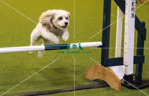<b class=qtipBold><figcaption>Crufts 2017</figcaption></b><br>YKC Small ABC Agility today (Friday 10.03.17), the second day of Crufts 2017, at the NEC Birmingham. Crufts 2017