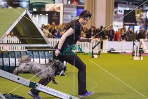 <b class=qtipBold><figcaption>Crufts 2017</figcaption></b><br>YKC Small ABC Agility today (Friday 10.03.17), the second day of Crufts 2017, at the NEC Birmingham. Crufts 2017