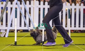 <b class=qtipBold><figcaption>Crufts 2017</figcaption></b><br>YKC Small ABC Agility today (Friday 10.03.17), the second day of Crufts 2017, at the NEC Birmingham. Crufts 2017