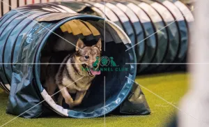 <b class=qtipBold><figcaption>Crufts 2017</figcaption></b><br>YKC Small ABC Agility today (Friday 10.03.17), the second day of Crufts 2017, at the NEC Birmingham. Crufts 2017