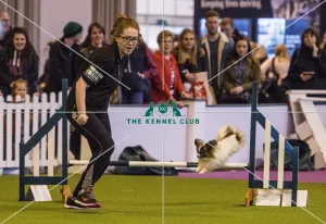 <b class=qtipBold><figcaption>Crufts 2017</figcaption></b><br>YKC Small ABC Agility today (Friday 10.03.17), the second day of Crufts 2017, at the NEC Birmingham. Crufts 2017