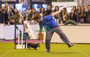 <b class=qtipBold><figcaption>Crufts 2017</figcaption></b><br>YKC Small ABC Agility today (Friday 10.03.17), the second day of Crufts 2017, at the NEC Birmingham. Crufts 2017
