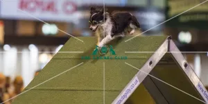 <b class=qtipBold><figcaption>Crufts 2017</figcaption></b><br>YKC Small ABC Agility today (Friday 10.03.17), the second day of Crufts 2017, at the NEC Birmingham. Crufts 2017