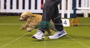 <b class=qtipBold><figcaption>Crufts 2017</figcaption></b><br>YKC Small ABC Agility today (Friday 10.03.17), the second day of Crufts 2017, at the NEC Birmingham. Crufts 2017