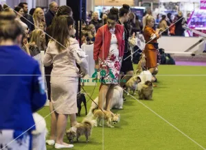 <b class=qtipBold><figcaption>Crufts 2017</figcaption></b><br>YKC Stakes Final today (Friday 10.03.17), the second day of Crufts 2017, at the NEC Birmingham. Crufts 2017