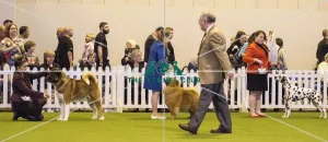 <b class=qtipBold><figcaption>Crufts 2017</figcaption></b><br>YKC Stakes Final today (Friday 10.03.17), the second day of Crufts 2017, at the NEC Birmingham. Crufts 2017