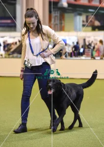 <b class=qtipBold><figcaption>Crufts 2017</figcaption></b><br>Graduate Obedience in the YKC ring, today (Friday 10.03.17), the second day of Crufts 2017, at the NEC Birmingham. Crufts 2017