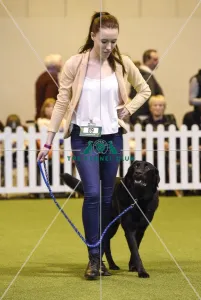 <b class=qtipBold><figcaption>Crufts 2017</figcaption></b><br>Graduate Obedience in the YKC ring, today (Friday 10.03.17), the second day of Crufts 2017, at the NEC Birmingham. Crufts 2017