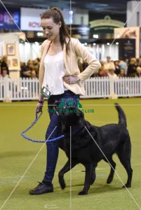 <b class=qtipBold><figcaption>Crufts 2017</figcaption></b><br>Graduate Obedience in the YKC ring, today (Friday 10.03.17), the second day of Crufts 2017, at the NEC Birmingham. Crufts 2017