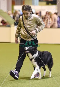 <b class=qtipBold><figcaption>Crufts 2017</figcaption></b><br>Graduate Obedience in the YKC ring, today (Friday 10.03.17), the second day of Crufts 2017, at the NEC Birmingham. Crufts 2017
