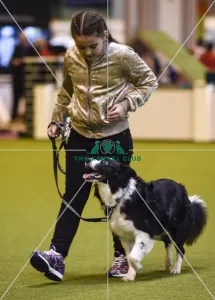 <b class=qtipBold><figcaption>Crufts 2017</figcaption></b><br>Graduate Obedience in the YKC ring, today (Friday 10.03.17), the second day of Crufts 2017, at the NEC Birmingham. Crufts 2017